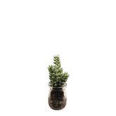 Sedum succulento in vaso